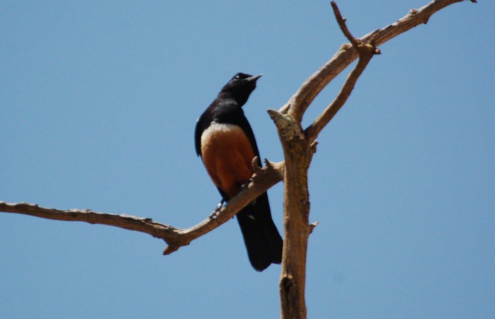 Dal Tigrai (Etiopia): Thamnolaea cinnamomeiventris